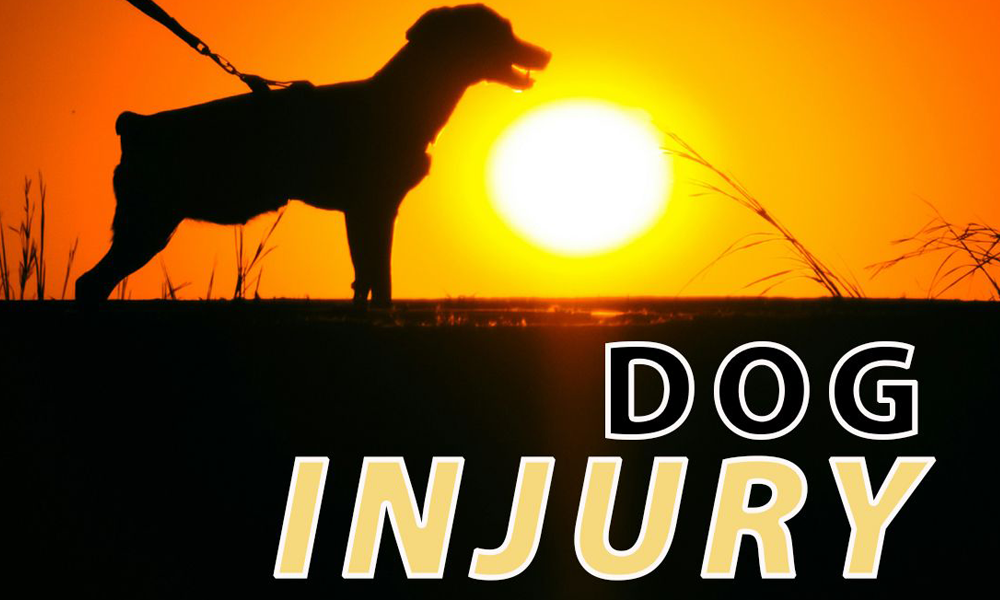 Dog Bite Injury
